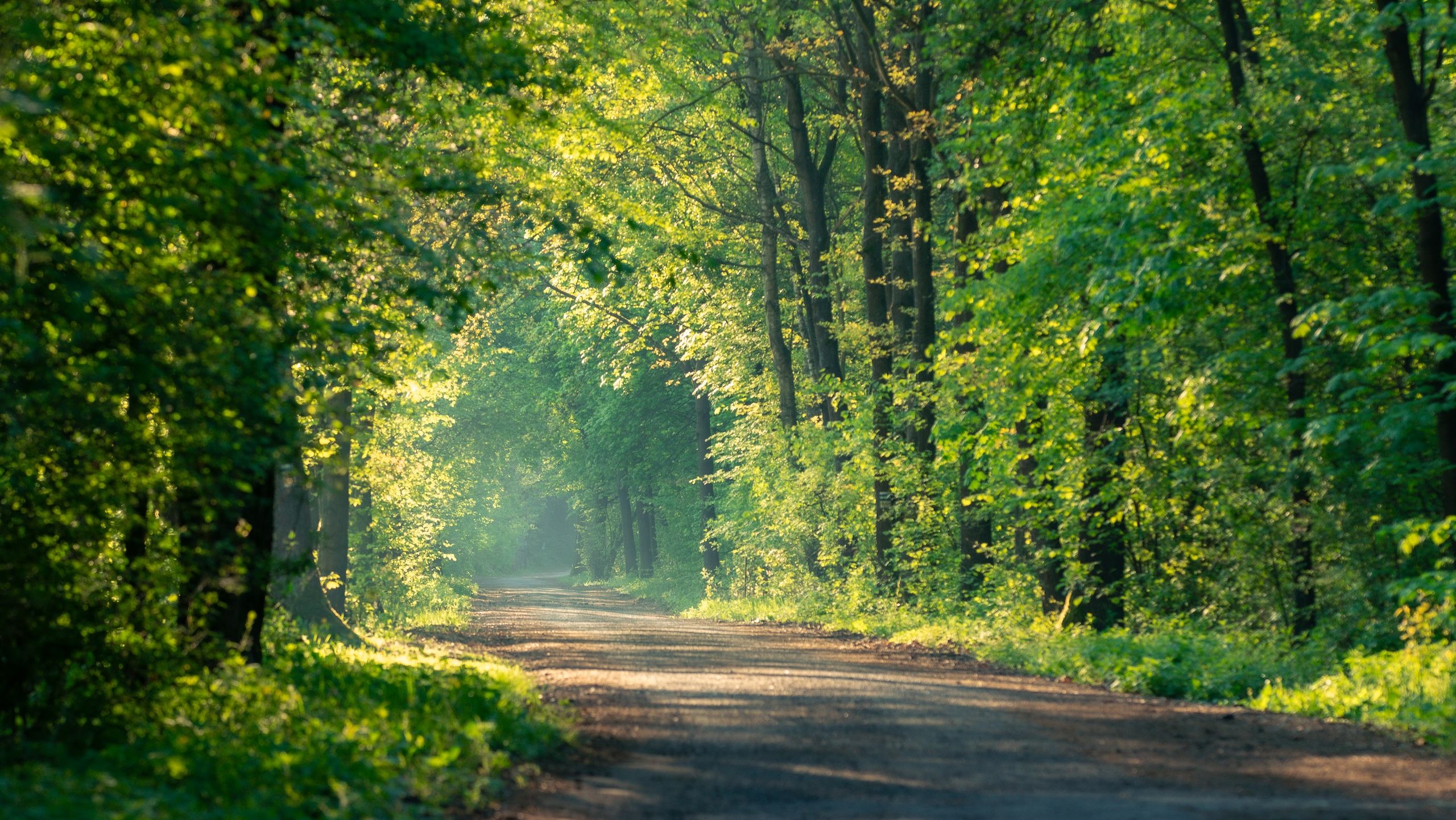 The image depicts a serene forest path lined with lush green trees. The dirt road stretches ahead through a verdant forest with sunlight filtering through the leaves, creating a dappled light effect.