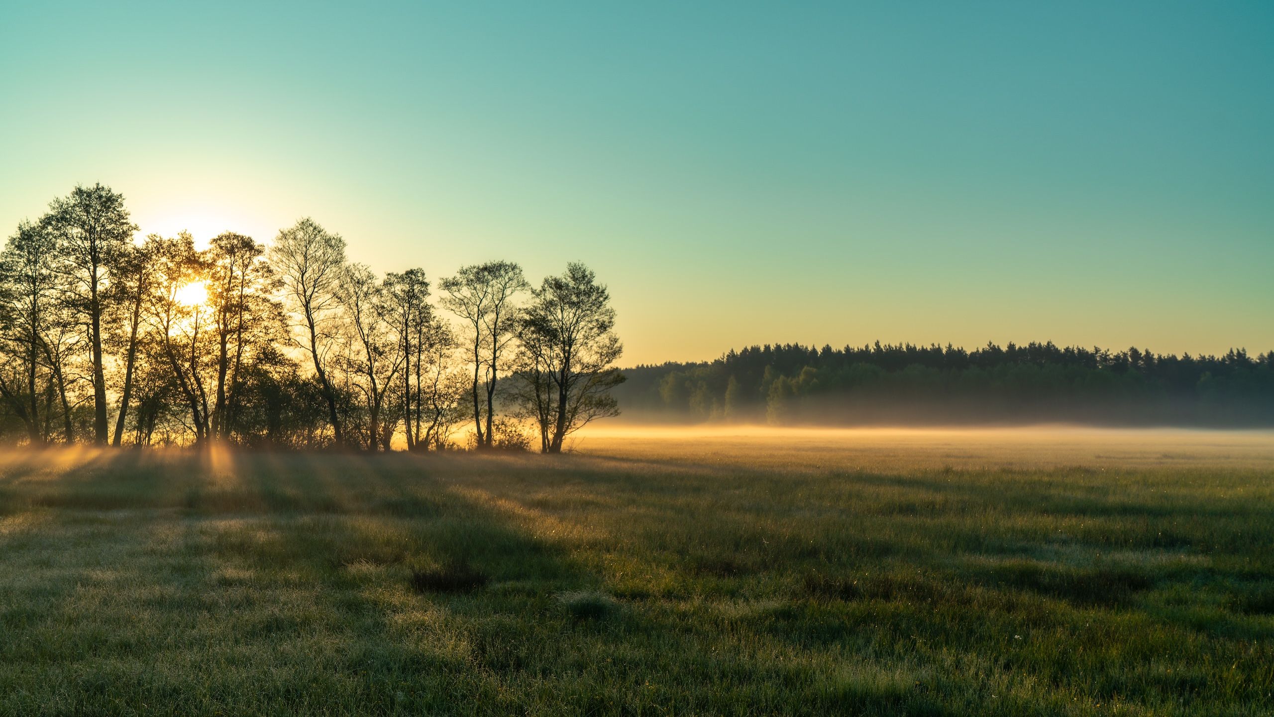 The image depicts a tranquil meadow and a forest in the background.