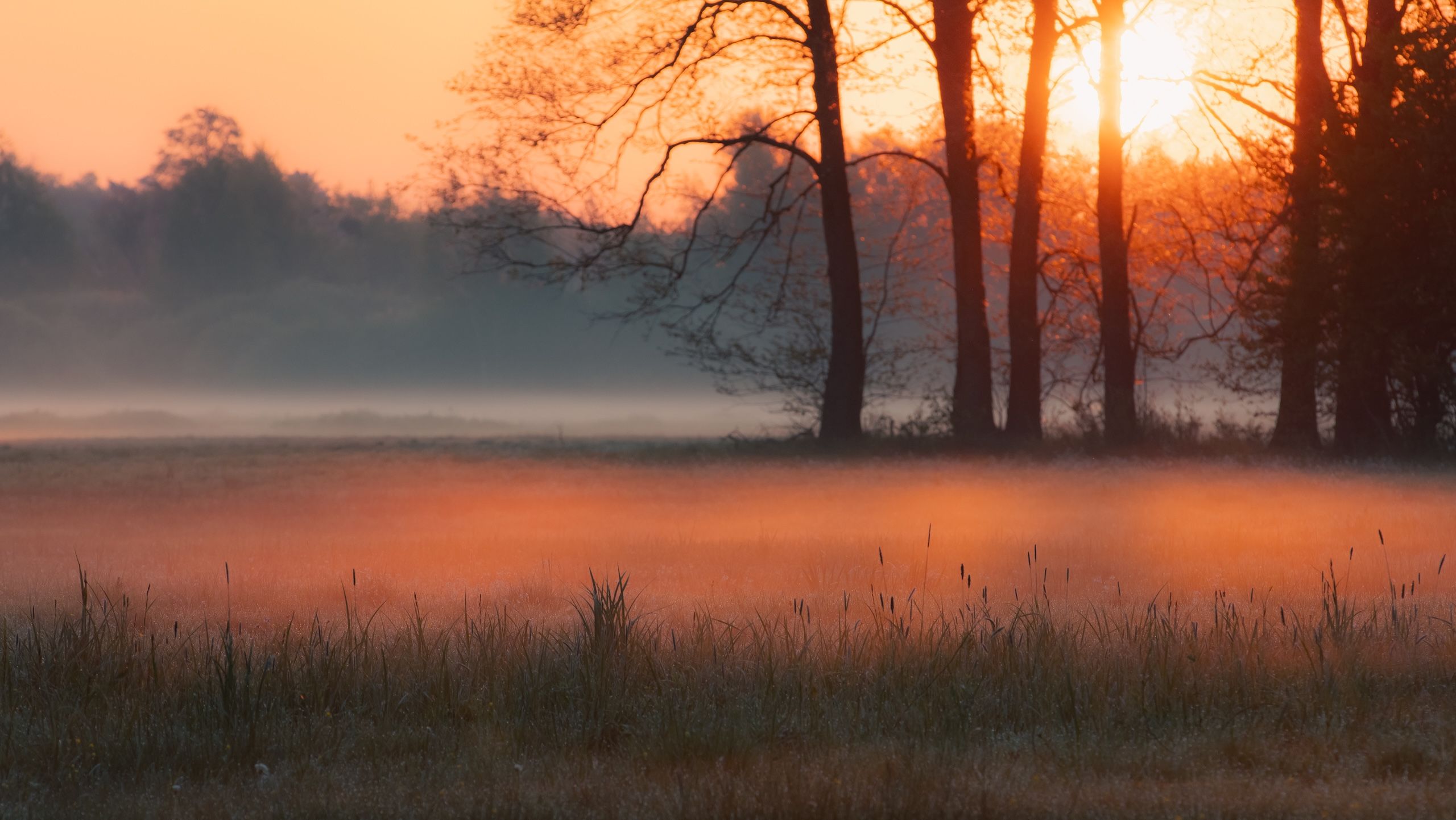 The image depicts a tranquil meadow with tall grass, wildflowers, a forest in the background against the backdrop of the setting sun.