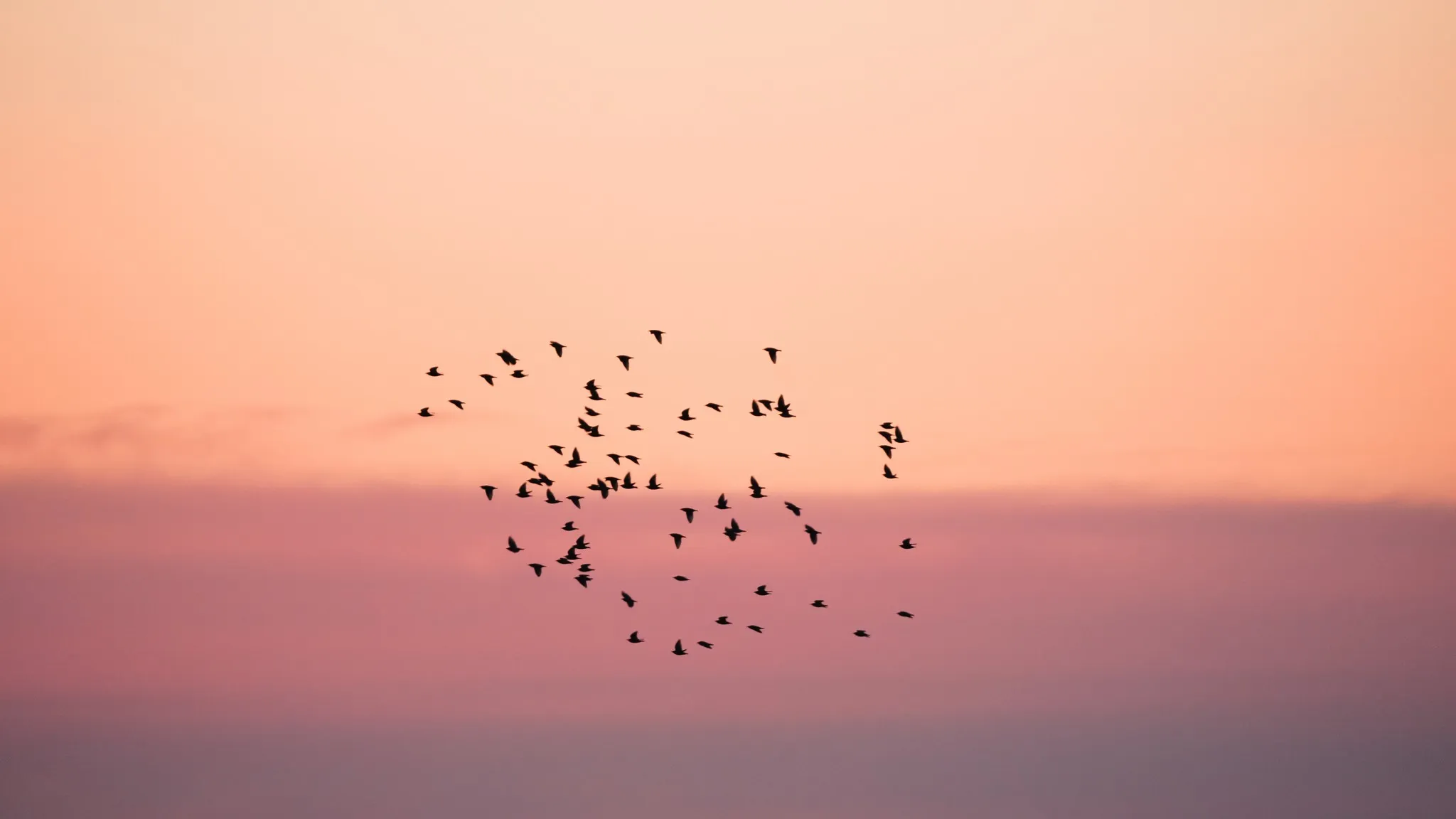 The image shows a breathtaking scene of a flock of birds flying in the sky. It captures the beauty of nature and wildlife in motion.